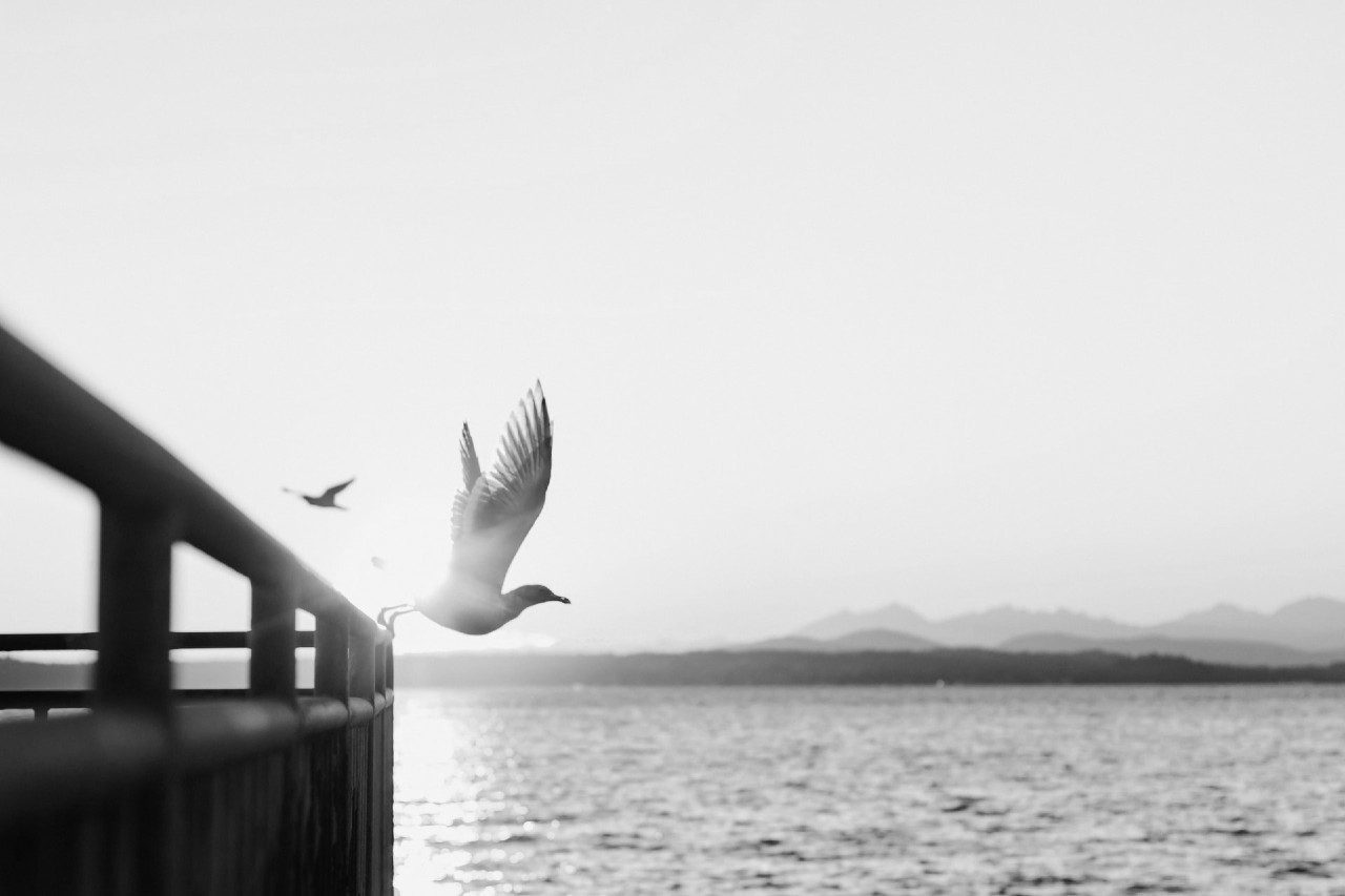 Gaivota a voar - So por Jesus